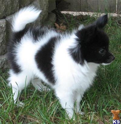 Papillon -- 15 week old girl